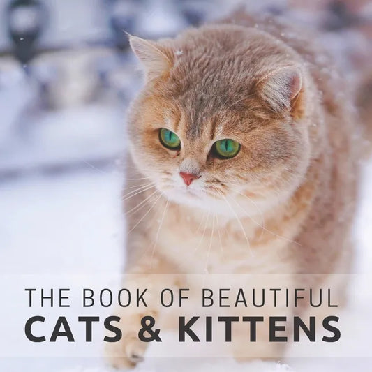 The Book of Beautiful Cats & Kittens: Picture Book For Seniors With Dementia (Alzheimer's) - Paperback